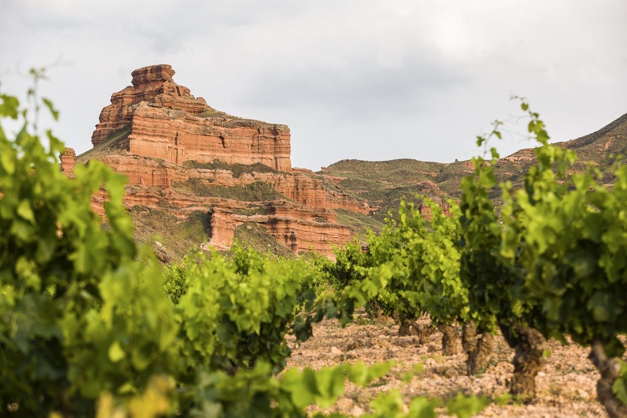 Tintaura Armantes - Web turística de la Comarca de la Comunidad de Calatayud