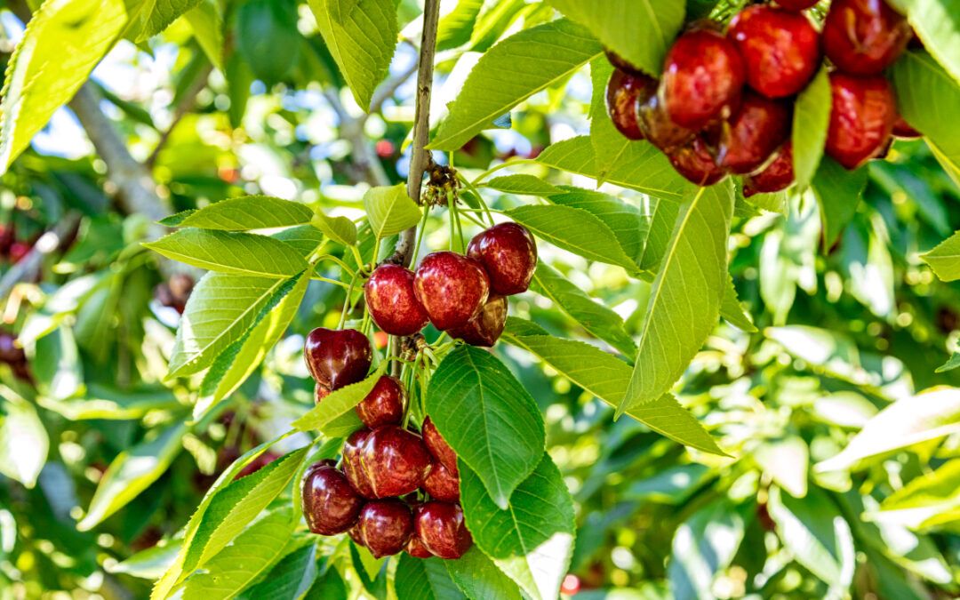 Cerezas