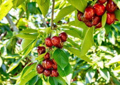 Cerezas